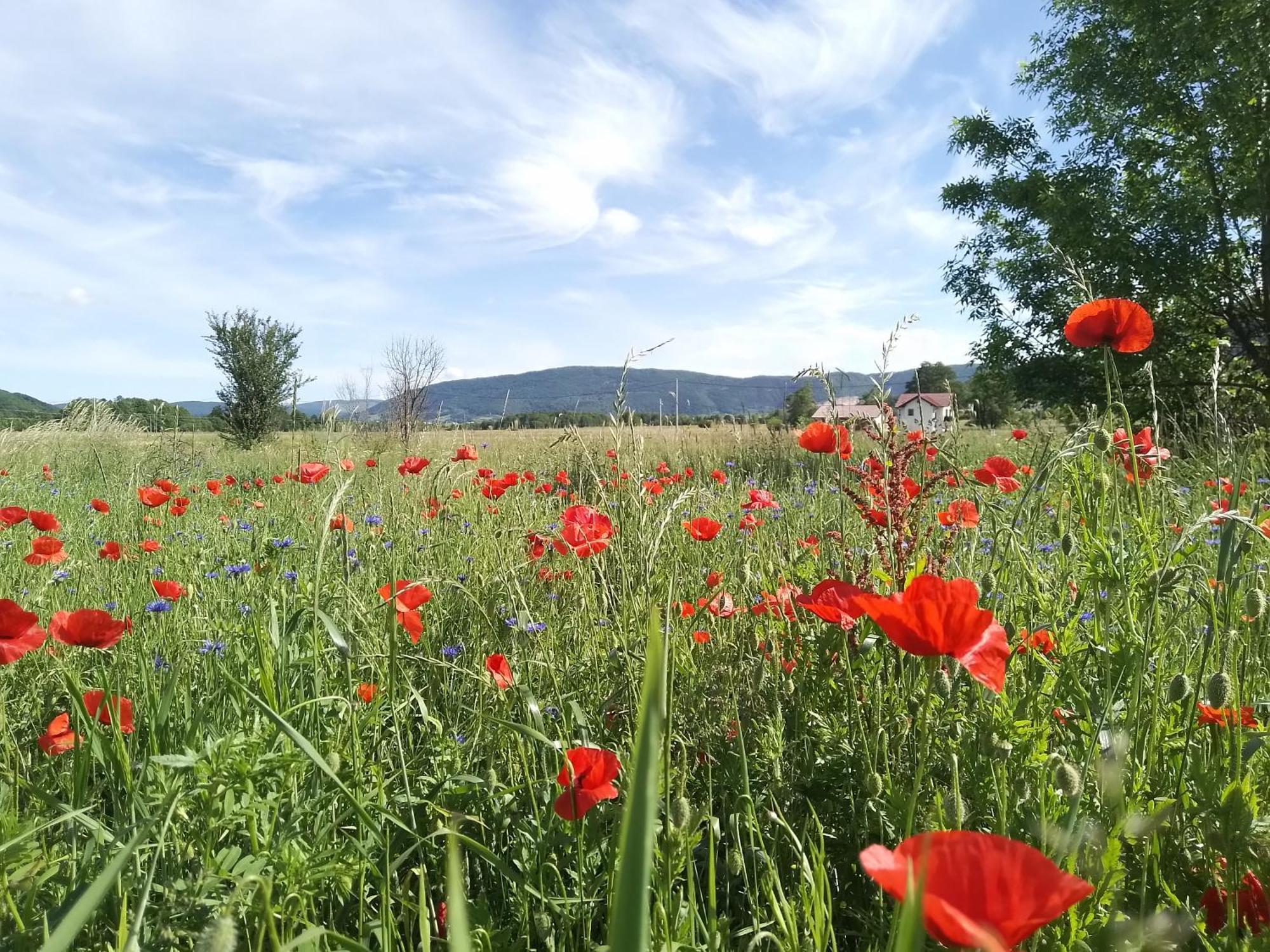 Holiday Park Zelenkovac Podrasnica Eksteriør bilde