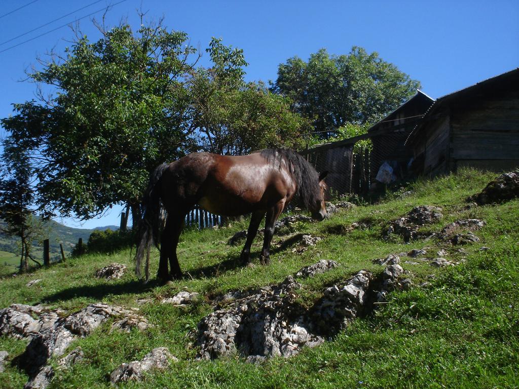 Holiday Park Zelenkovac Podrasnica Eksteriør bilde